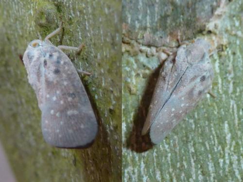 Metcalfa pruinosa